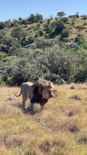 “You know you are truly alive when you’re living among lions.” — Isak Dinesen (Karen Blixen), Out of Africa. #WorldLionDay is a time to celebrate lions and their irreplaceable role in our ecosystems and our imaginations. #SamaraKaroo #LionConservation #LionKing | Samara Karoo Reserve