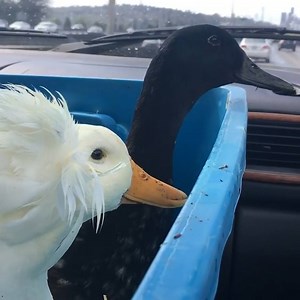 3.2M views · 9.5K reactions | These sister ducks have an indoor pool. 閭 | Insider Animal Lovers | Facebook