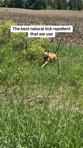 Ticks are bad this year. Thankfully, we haven’t had any issues yet. Luxy wears a tickless device that I will post at the end of the video and I spray her before our walks. Here is a safe and effective spray that has been working for us. 🌿 DIY Natural Tick & Flea Repellent Spray 🐾 The Recipe: • half a cup Water • half a cup of Apple Cider Vinegar • 1 teaspoon Fractionated Coconut Oil (helps condition the coat and dilute the oil) • 5 drops Pure Cedarwood Essential Oil (the ultimate natural tick 