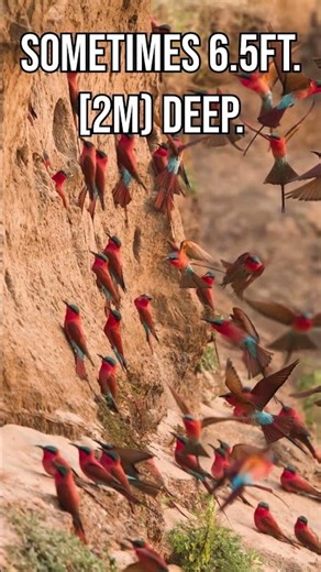 Strange Habits of African Birds | The Tunnel Digger | Carmine Bee eater | S01 001