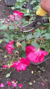 Pruning mawar merah. Knock Out Rose 🌹 #bunga #mawar #mawarmerah | BungaKita