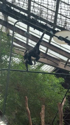 GIBBON'S SONG - Listen to this gibbon's call/vocalization (pretty loud!) It is referred to as a Song