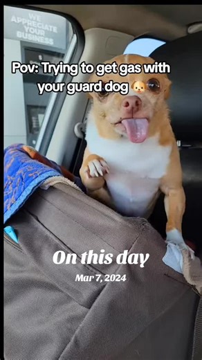 Remembering Mr. Robin: A Chihuahua Tribute