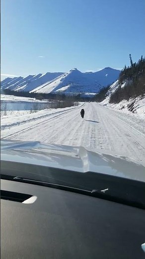 Wolf Running on Snowy Roads in Canada || ViralHog