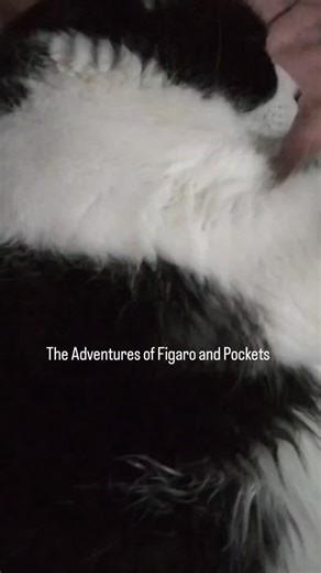 Sleepy Figaro #cat | The Adventures of Figaro and Pockets