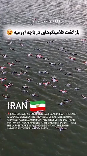 5.2K views · 246 reactions | 囹A flamboyance of flamingos in Lake...