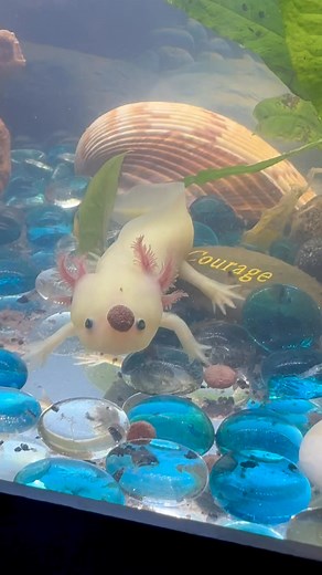 Mercedes Castro on Instagram: "Ok, so I taught little Axol how to do a trick. He can balance a treat on his head, then he flips it up & catches it, then eats it! Go watch him do it! He is so smart! ❤️❤️❤️ and cute too! 😍"