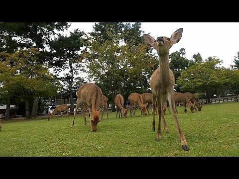 What sounds does the deer make? A compilation of male deer calls, sounds, Nara