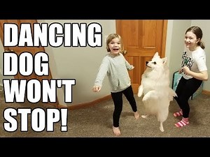 Dancing Dog Won't Stop! Babyteeth More
