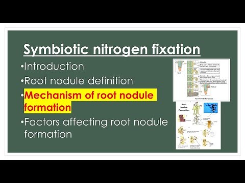 Mechanism of Root nodule formation | Symbiotic nitrogen fixation | A-Z concepts guide