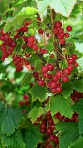Watch juicy red currants being handpicked up close