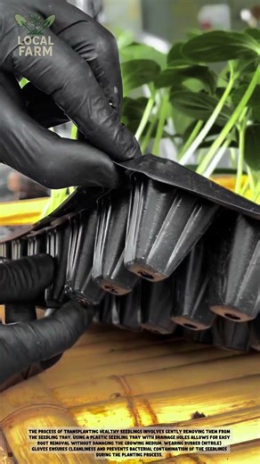 Revolutionize Your Garden: How to Use Seedling Trays Like a Pro!