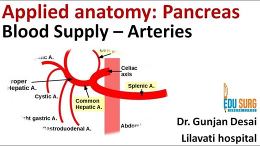 Pancreas blood supply anatomy - Arteries of significance | Gunjan Desai