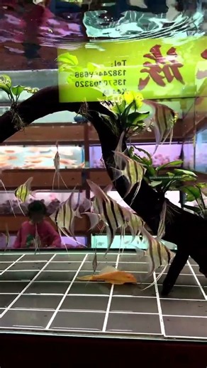 Freshwater Angelfish Aquarium | Elegant Tropical Cichlids, Long Fins and Natural Patterns