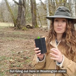 Growing America's Lost Fruit! (Paw Paw Trees) | Pioneering Today - Melissa K. Norris