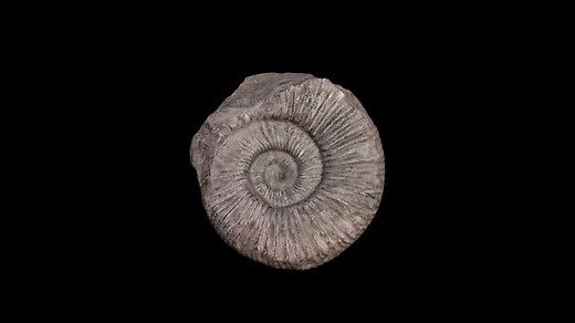 Ammonite - Download Free 3D model by Peter Nox (@Peter.Nox)