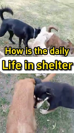 What does daily life look like in a shelter? 住在收容所，是怎样的体验？ Dogs are social creatures and need to bond with others. At the SAW shelter, every furkid has a sad story. But here, they‘re loved and have friends, no longer unwanted and alone. 狗狗是社交动物，需要与同伴建立关系。 SAW收容所的每个毛孩，都有自己悲惨的过去， 在这里他们有人疼、有朋友，不再是没人要的小可怜。 #saw收容所日记 #流浪动物收容所 #sawanimalshelter #流浪动物 #animalrescue #sawshelterdiary #saw流浪动物收容所 #doglover #狗狗 #animalshelter | Strive for Animals Welfare - SAW