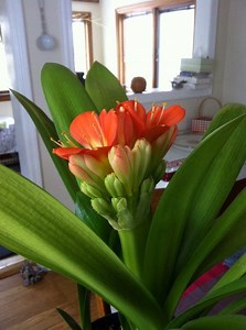 Go to the New Jersey Flower Show