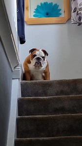 146K views · 5.4K reactions | He thinks he's invisible✨️ . . @thebulldogchubbs IG #bulldog #englishbulldog #bulldoglife #dogsofinstagram #bulldogpuppy #fypシ゚ #englishbulldogpuppies #viralreelsシ #dogreels #usa #englishbulldogcommunity | English BullDog | Facebook