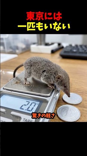 The ecology of the Tokyo shrew #ai #trivia #animals