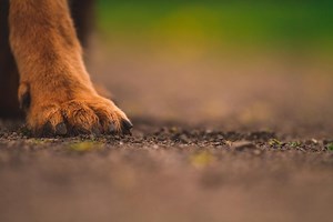 Why Do Some Dogs Have Extra Claws on Their Hind Feet?