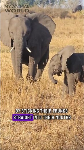 Baby Elephants vs. Their Trunks: Hilarious First Attempts!