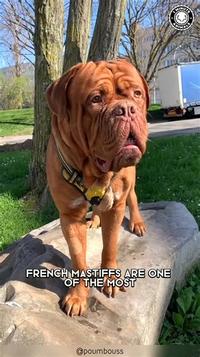 French Mastiff  Unbelievable Size and Sweetness! #mastiff #foryou, #trend, #frenchmastiffpuppy #trending, #trends, #fyp, #viral, #mastiffuniverse #foryoupage #mastiffsoftiktok #fyps, #frenchmastiff #frenchmastiffs | 1 Minute Animals | Facebook