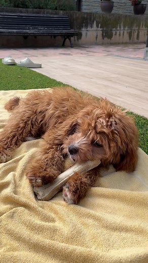 Yummmy #cavapoo #cavapoopuppy #dogsoftiktok #dogtok #fyp #cutedog #dog