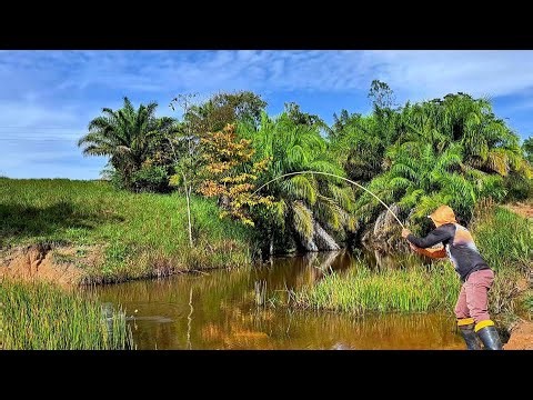 Lagoon infested with giant traíra fish, traíra fishing with a bamboo rod / traditional fishing.