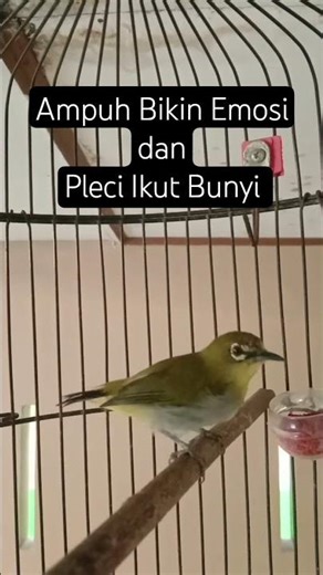 Pancingan pleci bikin emosi dan ngotot #plecimania #kicaumania