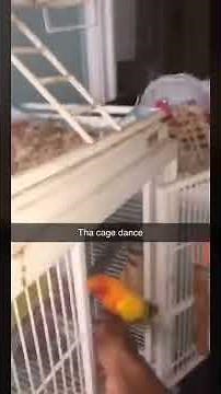 The cage dance song
