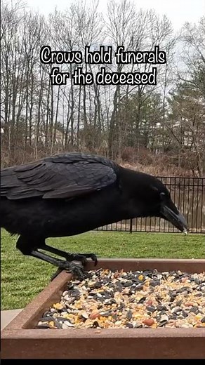 Cool Facts about the American Crow