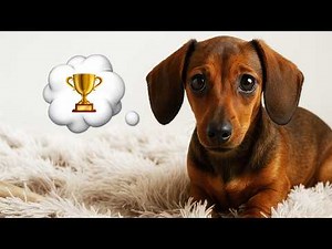 Mini Dachshund’s First Basket Dance–Pure doxie joy