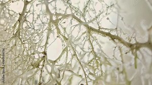 Close-up view of mold under a microscope with intricate branching structures. Concept of fungal growth, mold spores, and microbiology research