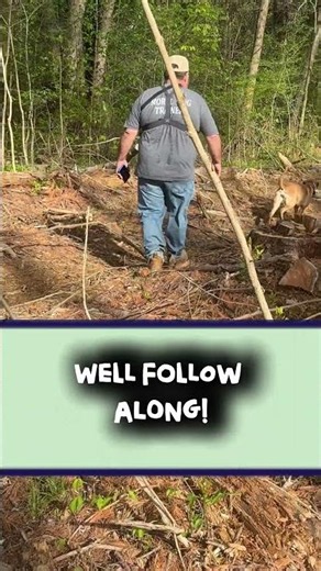 Turn Your Dog into a Morel Hunting Machine #shorts #mushroomhunting #dogtraining