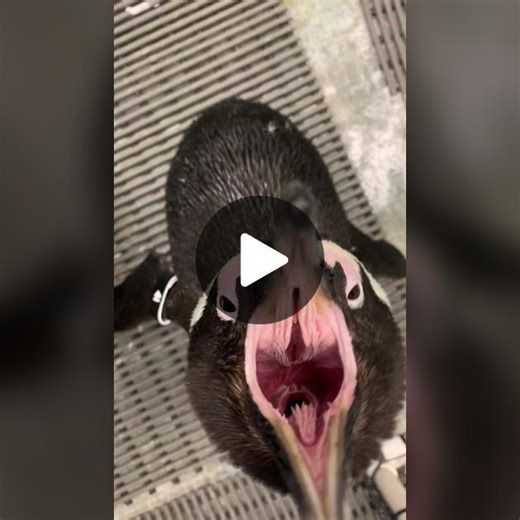 Penguin Swallowing Fish Whole - Hidden Cam Footage