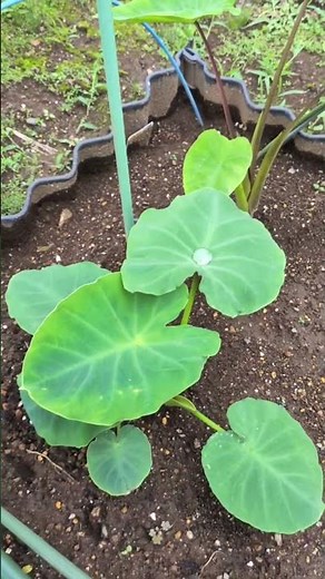 ツルムラサキは自生してくるので揃えて植えてますw 茗荷も勝手に育ちます✌️