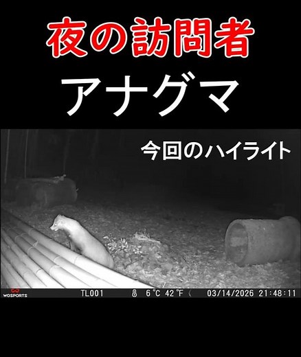 夜の訪問者「アナグマ」モコモコで可愛いすぎるやろ！www トレイルカメラ