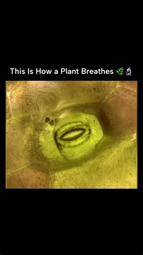 Resilience HQ on Instagram: "A highly magnified view shows a single stoma on a leaf opening and closing, the tiny valve plants use to “breathe.” Stomata regulate gas exchange by opening to take in carbon dioxide for photosynthesis and closing to reduce water loss. This constant motion also controls oxygen release and transpiration, helping the plant manage temperature and hydration. Captured on a Tradescantia spathacea (boat lily) leaf, this microscopic process reveals how alive and responsive p