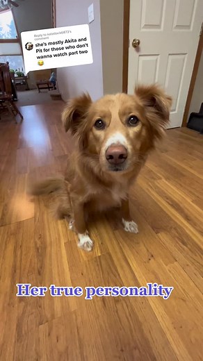 Adorable Akita Mix Dog Enjoys Pets - Heartwarming Video
