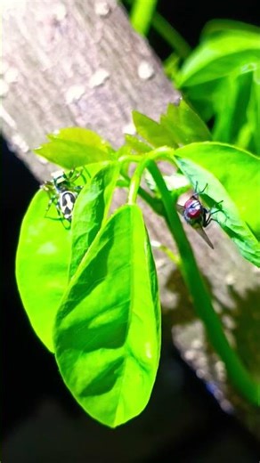 Epic Fail! Spider Misses the Fly🕷️ #Spider #SpiderVsFly #Nature