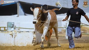 33 reactions |  مسکرا کر نہیں تجسس سے دیکھیے مجھ کو  کہ میں جو پہلے تھا وہ اب نہیں رہا  THE FINEST BACHRA OF 2022 , ❤❤ Cappuccino ❤❤ ...  NAWABZADA CATTLE FARM ❤❤Contact # 03028609911 | Pakistan Cattle Qurbani | Facebook