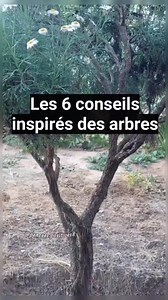 6 conseils inspirés des arbres ! Pensées Positives | Pensées Positives