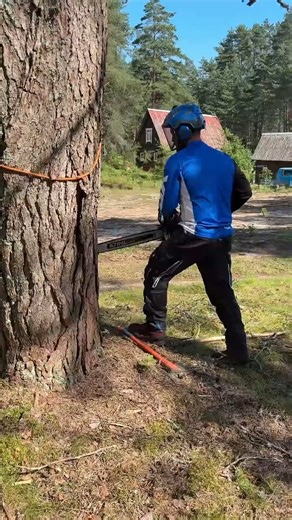 thats amazing an must use full tree curing ideas | Wood Of Branch