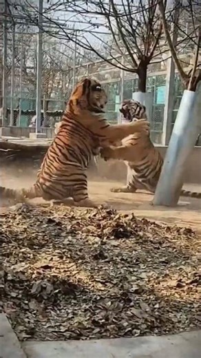Tiger vs Tiger – When the Apex Predator Meets Its Match 🐅