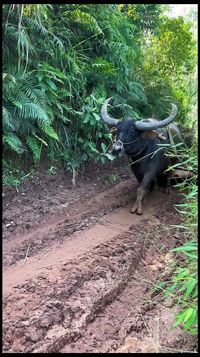 Don’t let the big horns fool you—this water buffalo has the kindest eyes ever 🥺 #CuteAnimals #WaterBuffalo #RuralLife #AnimalLovers #WorkingAnimal