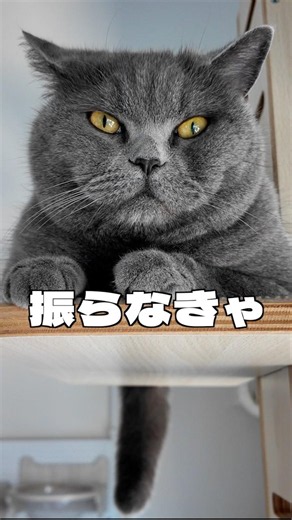 ブリティッシュショートヘアとの暮らし、毎日ちょっと面白い😂