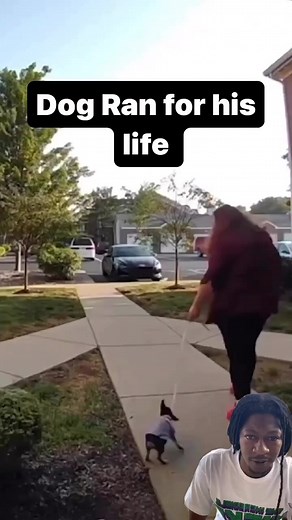 TIMBER😂 Dog thought it was Over 😳 #MacGudda #APT #Funny #Falls #FYP #EpicFalls #Timber #Entertainment #Viral #AllPaperTalkEntertainment #Dog #DogLife | Mac Gudda