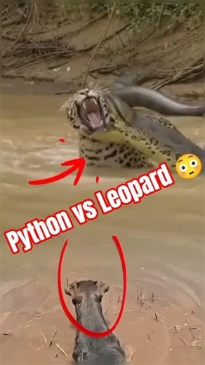 Dog Freezes Watching Python vs Leopard 😳#shorts #viral