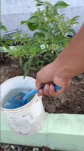 POC dari Kulit Bawang Merah